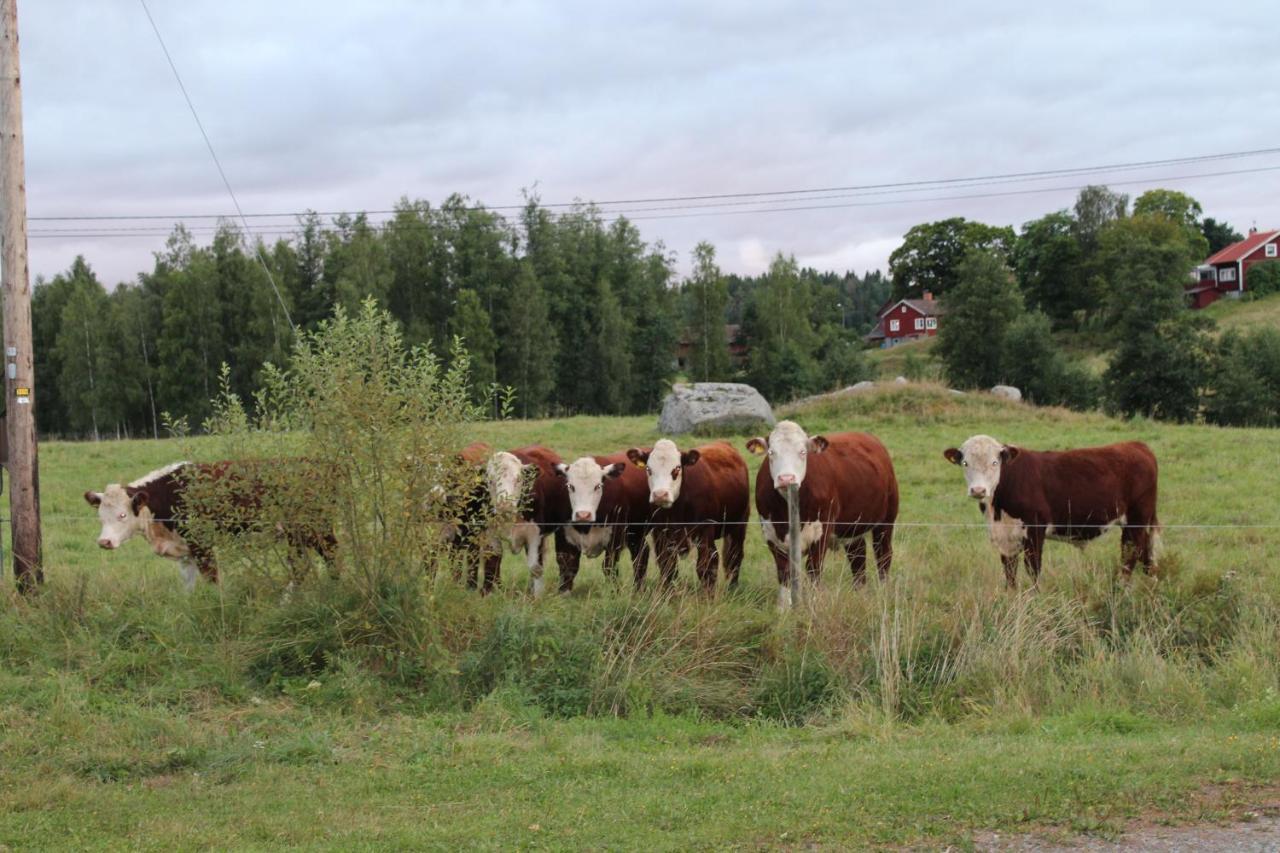 Naera Romme Alpin Och Andra Friluftsaktiviteter I Dalarna *